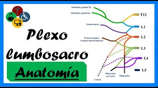 ANATOMIA del plexo LUMBOSACRO  Clases de anatomía [upl. by Doehne368]