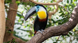 Beautiful Toucan Birds  Long Bill Bird  Beautiful Rainforest Bird [upl. by Adham]