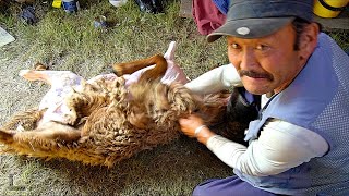 Mongolian BBQ quotKhorkhogquot  FULL SHEEP Nomadic Barbecue in Mongolia  BEST Mongolian Food [upl. by Meeharb]