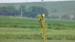 Presura de gradina cantand Ortolan Bunting singing [upl. by Carbo]