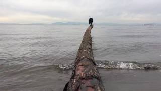 Funny Schipperke dog falls off a log [upl. by Bellanca372]