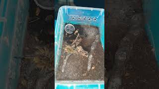 harpactira pulchripes wildlife video all shortsvideo wow [upl. by Nagey]