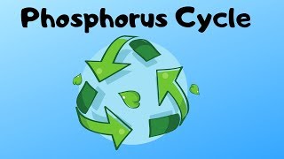 Phosphorus Cycle Steps [upl. by Coussoule238]