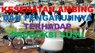 KESEHATAN AMBING DAN PENGARUHNYA TERHADAP PRODUKSI SUSU [upl. by Gnes]