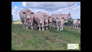 génisses et mâles reproducteurs charolais Earl des Joncs [upl. by Ahsinav]