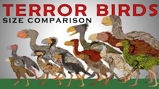 Terror Birds Size Comparison Brontornis Kelenken Titanis walleri Physornis [upl. by Lynett]