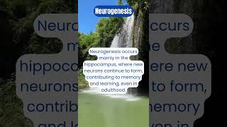 Unlocking Neurogenesis The Brains Amazing Ability to Heal [upl. by Weiss]