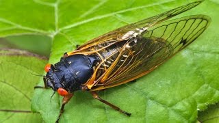 Join in on a Cicada Symphony [upl. by Dunham958]