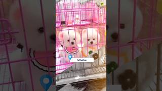 Pomeranian Puppies Price In Market Full Address shorts rajesh5g viralshorts pomeraniandog cute [upl. by Aissej]