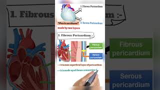 quotHearts Envelope Exploring the Pericardiumquot veterinary biology animalanatomy [upl. by Quenna889]