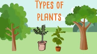 Types of plantstrees shrubsherbsayzal little learners [upl. by Okiek]