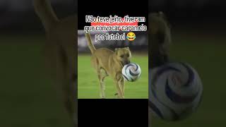 Dog enter stadium funny enjoy shortvideo [upl. by Philis]