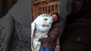 Giant White Owl The Most Beautiful Bird Youll Ever See 🦉❤️ wildlife cuteanimals [upl. by Rivera67]