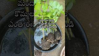 Easy to grow hibiscus plant from cuttings youtubeshorts shorts shortsyoutube hibiscus [upl. by Ahterod]