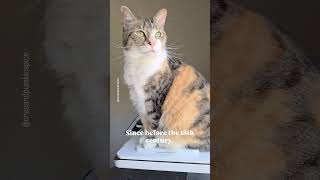 Can cats predict the weather Audio 4floofs1purrfectlife shorts weathercat cat catfacts [upl. by Intirb]