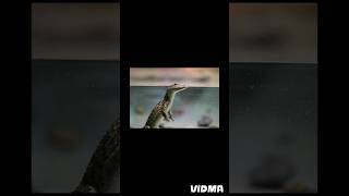 BabyvssoldierAnimalTransformation dangerous short short viralshort shortfeed animal edit [upl. by Nnylhsa]