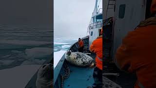 Seal Rescued by Fishermen 😍 sealrescue WildlifeConservation ArcticAnimals [upl. by Krueger]