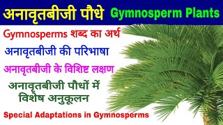 Gymnosperm Plants अनावृतबीजी पौधे विशिष्ट लक्षणSalient Features Special Adaptations Biology [upl. by Ennybor]