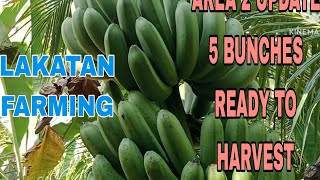 LAKATAN FARMINGAREA 2 UPDATE 30 BUNCHES LNG MUNA 5 BUNCHES READY TO HARVEST NA [upl. by Trembly]