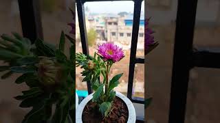 Asterwinter flowerviralvideo foryou nature aster gardenlove garden loveyourgarden [upl. by Dihahs]