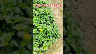 Ground Cover Plant available in bulk quantity at Gajruala nursery [upl. by Alitta]