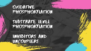 Oxidative phosphorylation  Substrate level phosphorylation  Inhibitors and Uncouplers [upl. by Olimreh180]