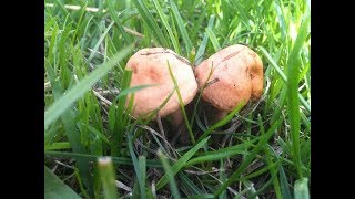 Fairy Ring Champignons Marasmius oreades and Fools Funnels Clitocybe rivulosa together [upl. by Aneehsyt]