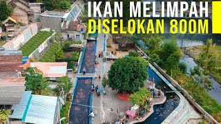 Warga Sulap Selokan Penuh Sampah Jadi Kolam Ikan Panen Ikan Berlimpah [upl. by Sisile697]