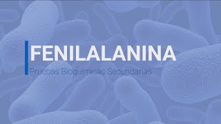 Prueba Bioquímica Fenilalanina [upl. by Aihsik]