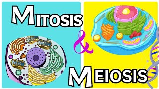 Mitosis vs Meiosis From grade 9th to 12th [upl. by Gona]