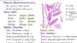 Family fabaceae  floral characters vegetative characters and economic importance  class 11 [upl. by Crompton]