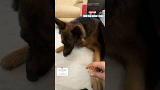 Bosky aur usko DAWAI  German Shepherd Parenting minivlog [upl. by Ahtikal]