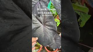 Black lava colocasia 🥰👌 for plant order watsap 9744107522 colocasia blacklava kerala [upl. by Oivalf]