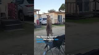 Kangaroos box each other in intense showdown at caravan park Shorts [upl. by Kit296]