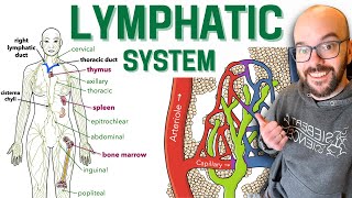 Lymphatic System [upl. by Annaj]