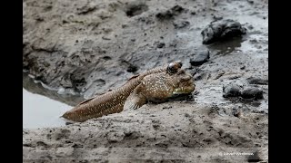 Mudskipper make it own little pool [upl. by Iny856]