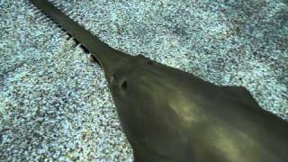 The Green Sawfish Pristis zijsron [upl. by Nerhe946]