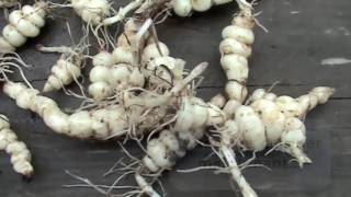 Crosnes du Japon en permaculture plantation recolte amp cuisine [upl. by Ruhtra]