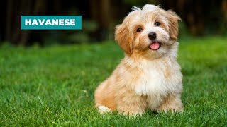 Havanese Dogs 101 Everything You Need To Know [upl. by Annawd800]