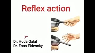 CNS PHYSIOLOGY Reflex action propertiesDr Huda Galal [upl. by Atinet892]