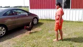 Aggressive Roosters How to Tame Mean Rooster Behavior Petting a Rooster Isnt A Good Idea [upl. by Bohon]