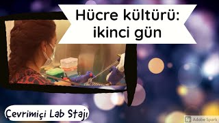 Hücre kültürü 2 gün [upl. by Sebastien]