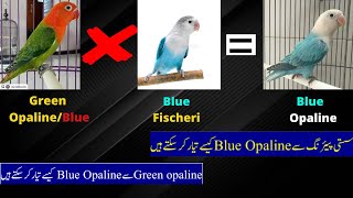 Best pairings for blue opaline  Blue Opaline Working  Green to Blue Combination [upl. by Htrag]