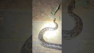 RAAT K 230 KO RESCUE KIYA AJGAR SAANP shorts snake python snakerescue [upl. by Divadnhoj21]