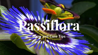 Passiflora Grow and Care Tips [upl. by Islaen]