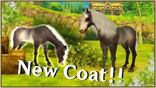 │Alicia Online │  Breeding Commentary with voice  New Black Rabicano coat [upl. by Eelame]