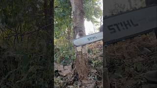 Stihl chainsaw woodcutter ms382 sthilms382 chainsaw wood powertool tree treecutting [upl. by Isleana894]