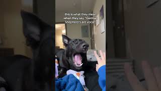 German shepherds are vocal🤪 foryou shorts youtubeshorts [upl. by Ahsilra470]