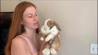 What Do My Mini Lop and Holland Lop Bunnies Weigh [upl. by Darra]