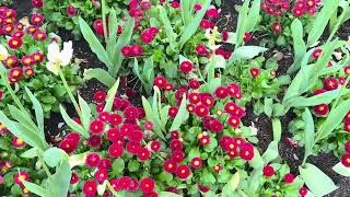 Bowral වල දවසක්  Tulip garden  Alexandria reserve  Katoomba Lookout [upl. by Davies]